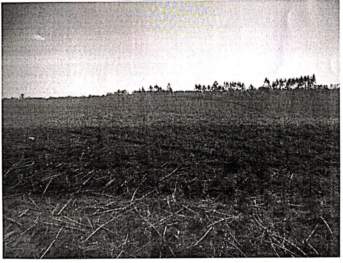 LOTE 001 - Terreno Rural