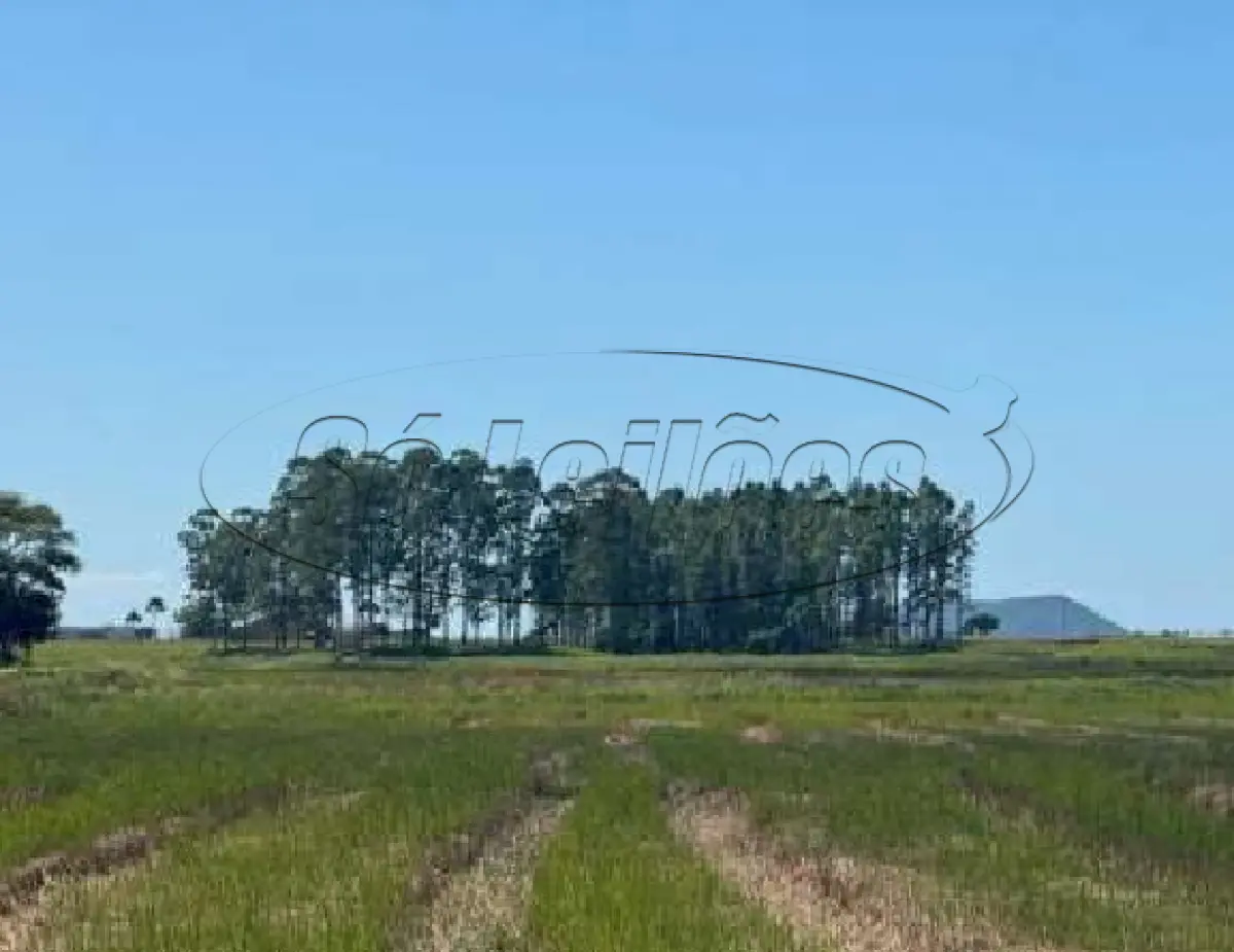 LOTE 001 - Terreno Rural