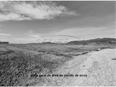 LOTE 001 - Terreno Rural
