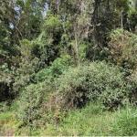 LOTE 001 - Terreno Urbano