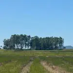 LOTE 001 - Terreno Rural