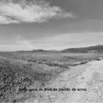 LOTE 001 - Terreno Rural